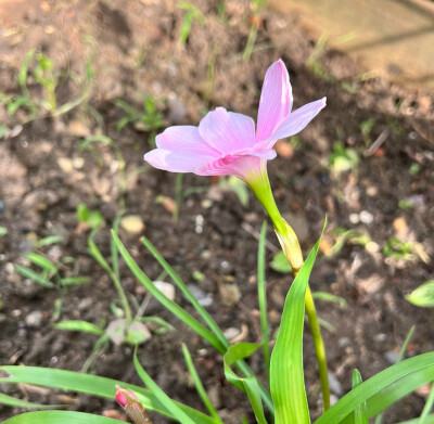 种了若干年的风雨兰终于开了一朵花