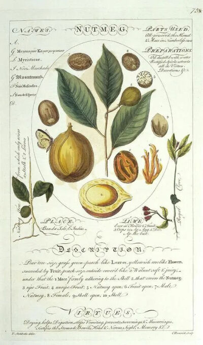 《Botanicum Medicinale》一书中的肉豆蔻插图，1759年，Timothy Sheldrake，藏于伦敦自然历史博物馆