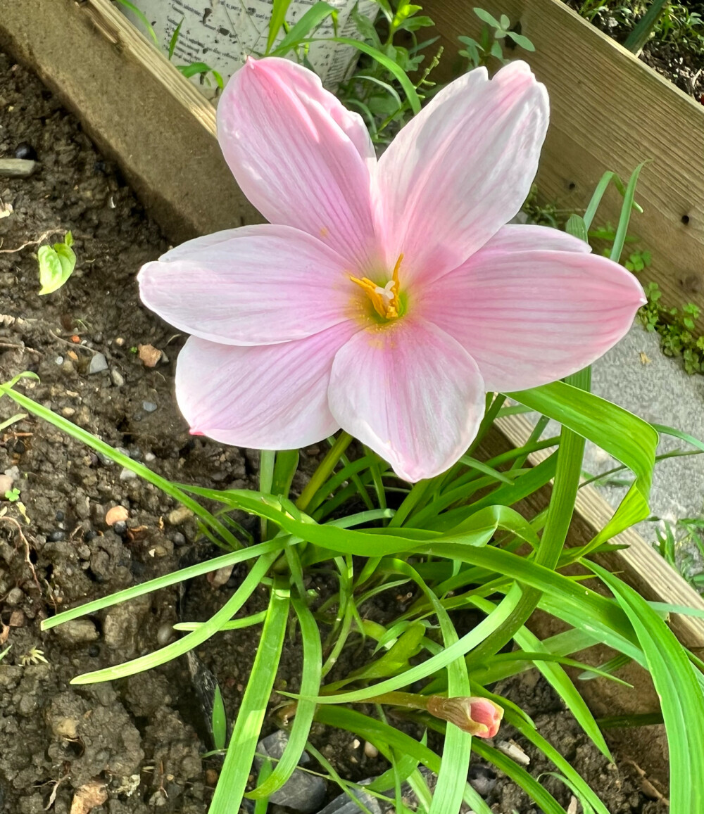 种了若干年的风雨兰终于开了一朵花