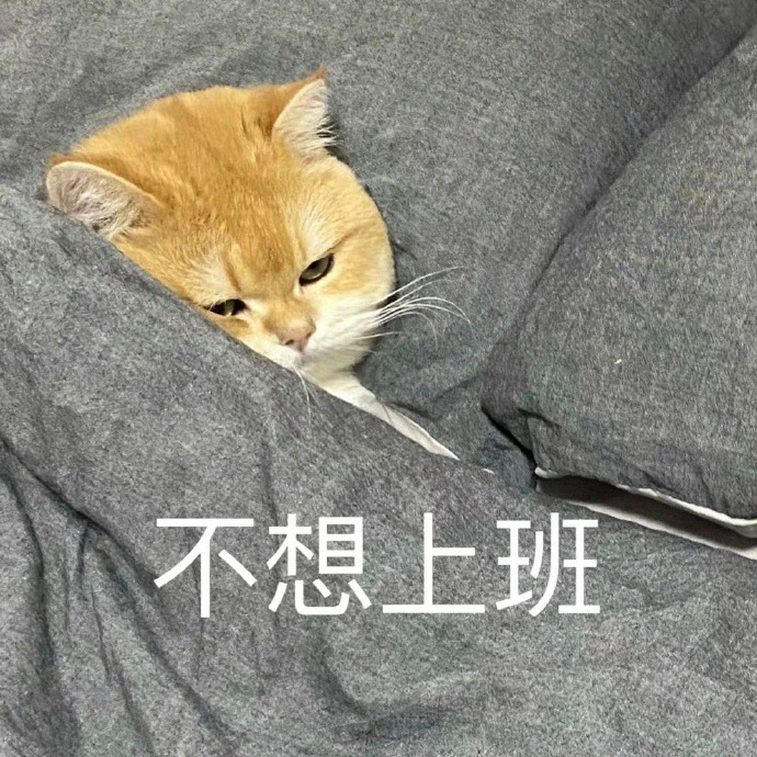 超可爱猫咪表情包