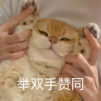 超可爱猫咪表情包