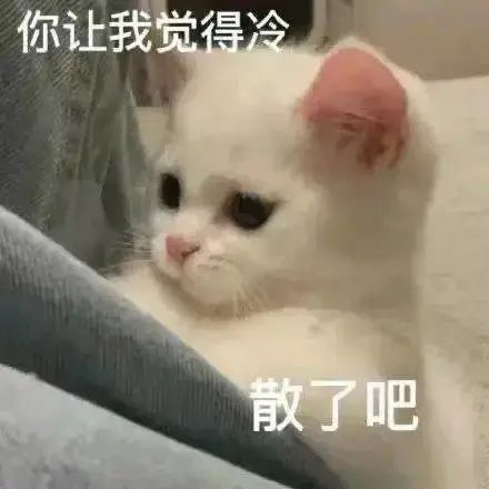 猫猫表情包