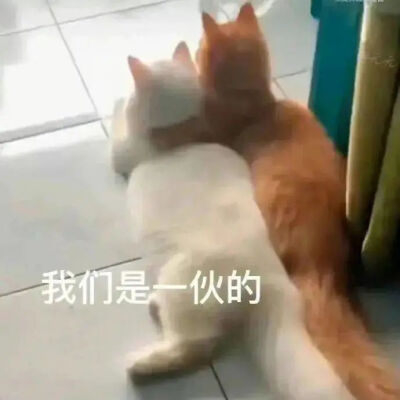 猫猫表情包