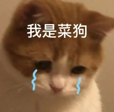 猫猫表情包