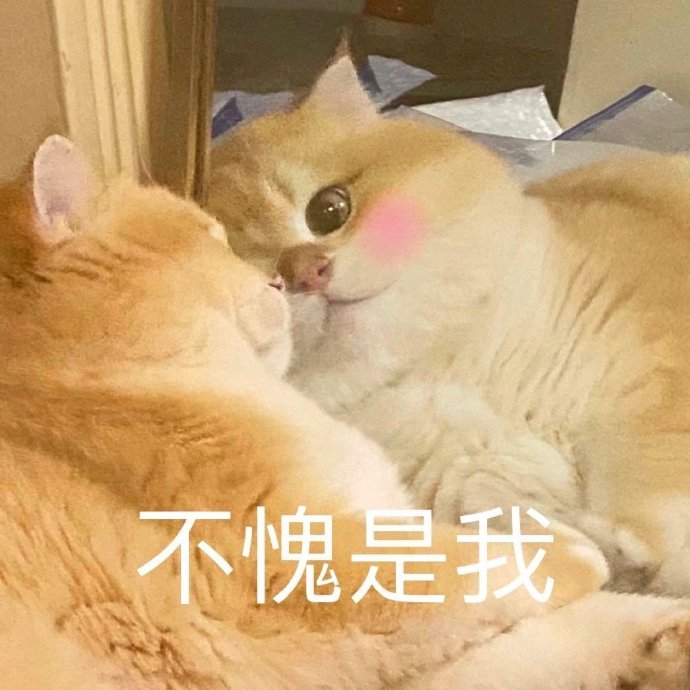 超可爱猫咪表情包