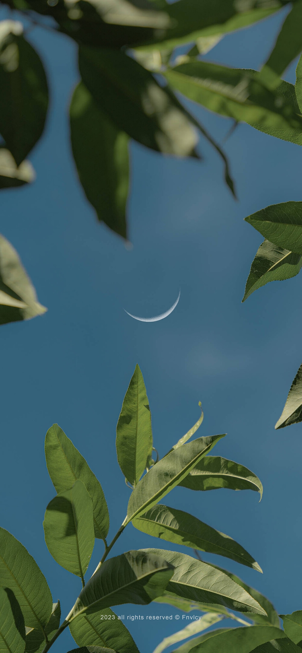 壁纸@一只奶糖鼠