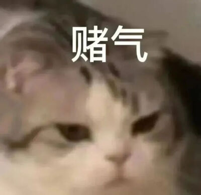 猫猫表情包