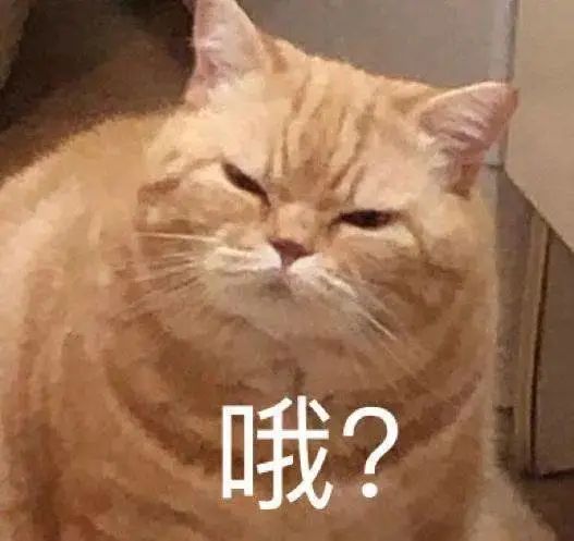 猫猫表情包