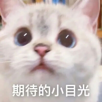 猫猫表情包