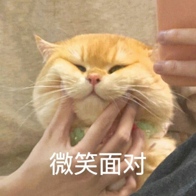 超可爱猫咪表情包