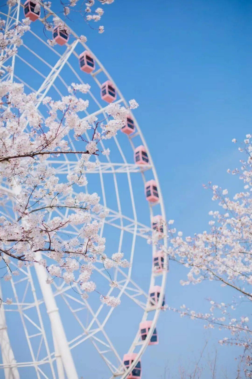 樱花壁纸