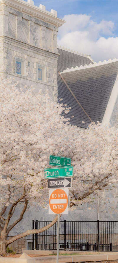 樱花壁纸