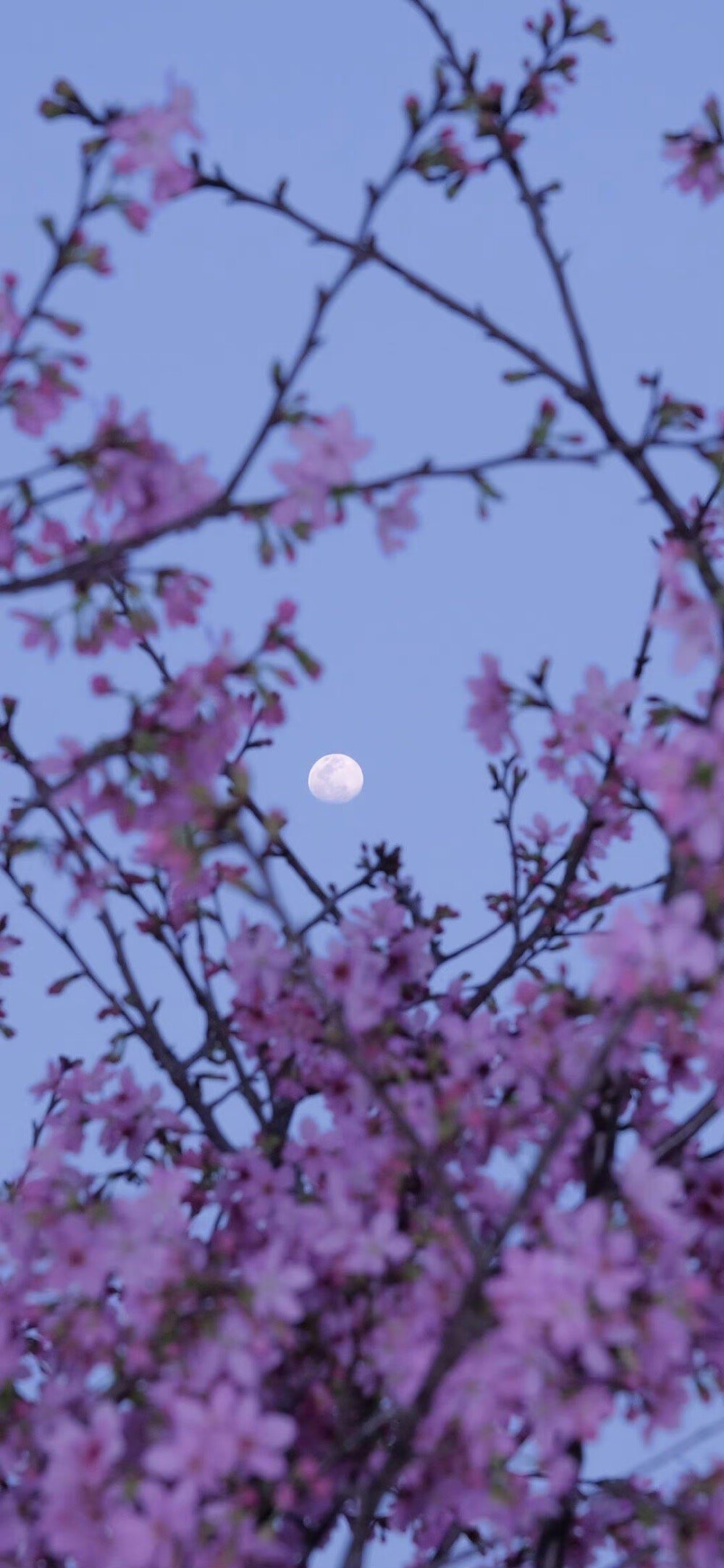 樱花壁纸