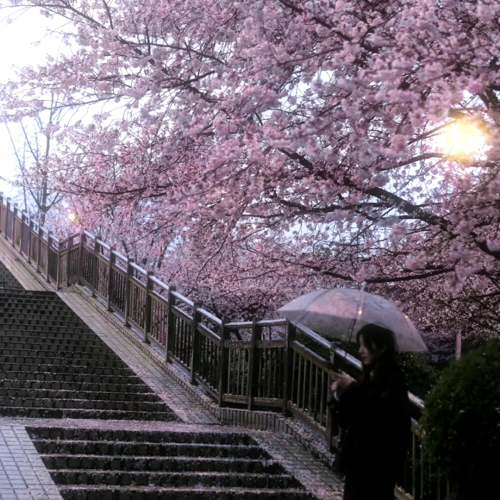 —樱花与椿记♡桜が落ちるのは春の遺跡だ.
