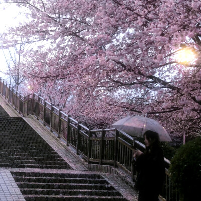 —樱花与椿记♡桜が落ちるのは春の遺跡だ.
