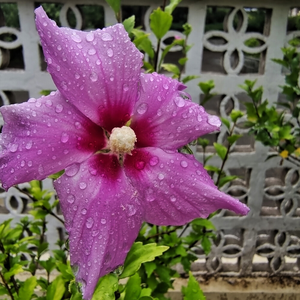 咏木槿花的古诗词：
英英木槿花，振振蜉蝣羽。乘彼三秋露，及此六月雨。淡紫微红如锦绣，半遮羞怯半遮娇；朝开暮落峥嵘放，夏去秋来烈焰烧；味美甘为馐馔品，俏倬更是雪霜凋；房前屋后篱笆下，玉殒香消也丽娆。雨中漫步园遮栏，一株花开迎客来。木槿花瓣上附着亮晶晶的水滴，满是招人喜欢，拍摄一组图片共分享。