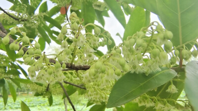 吉安随拍：花花草草之杜英