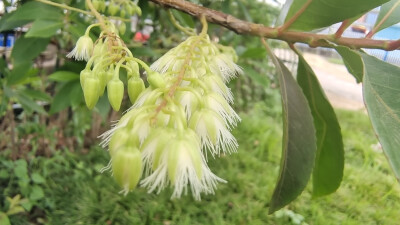 吉安随拍：花花草草之杜英