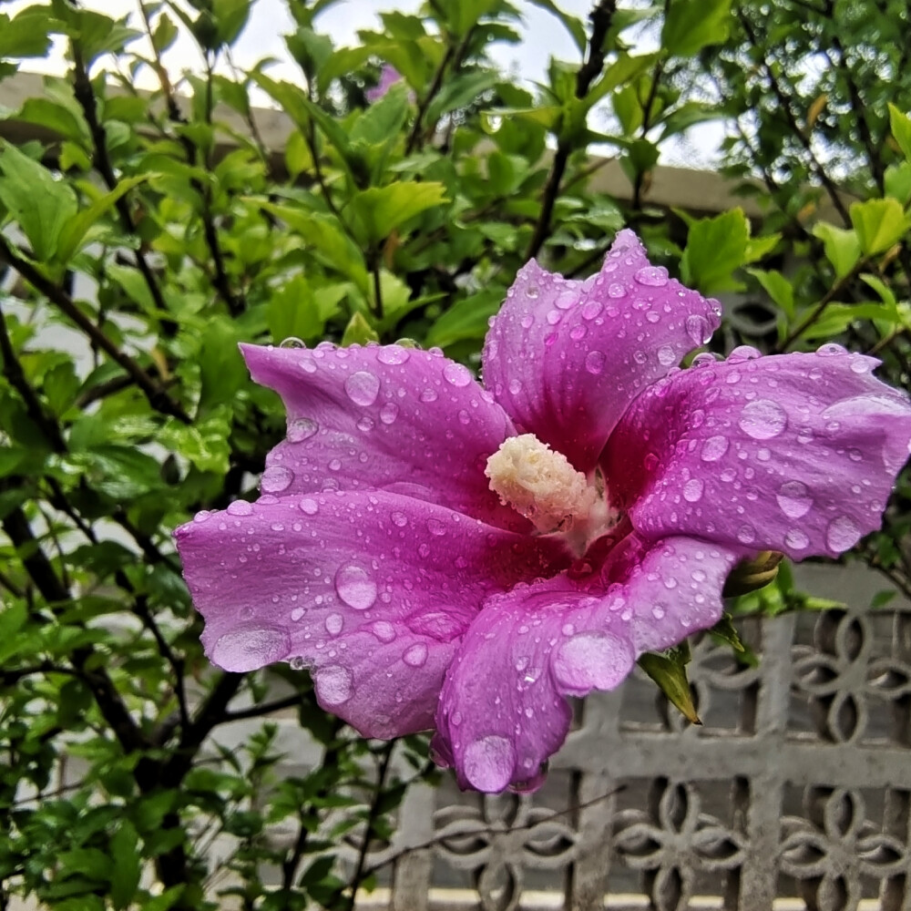 咏木槿花的古诗词：
英英木槿花，振振蜉蝣羽。乘彼三秋露，及此六月雨。淡紫微红如锦绣，半遮羞怯半遮娇；朝开暮落峥嵘放，夏去秋来烈焰烧；味美甘为馐馔品，俏倬更是雪霜凋；房前屋后篱笆下，玉殒香消也丽娆。雨中漫步园遮栏，一株花开迎客来。木槿花瓣上附着亮晶晶的水滴，满是招人喜欢，拍摄一组图片共分享。