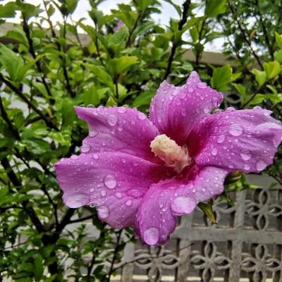 咏木槿花的古诗词：
英英木槿花，振振蜉蝣羽。乘彼三秋露，及此六月雨。淡紫微红如锦绣，半遮羞怯半遮娇；朝开暮落峥嵘放，夏去秋来烈焰烧；味美甘为馐馔品，俏倬更是雪霜凋；房前屋后篱笆下，玉殒香消也丽娆。雨中…