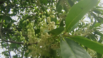 吉安随拍：花花草草之杜英