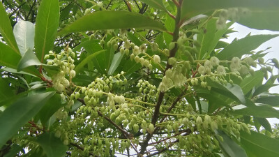 吉安随拍：花花草草之杜英