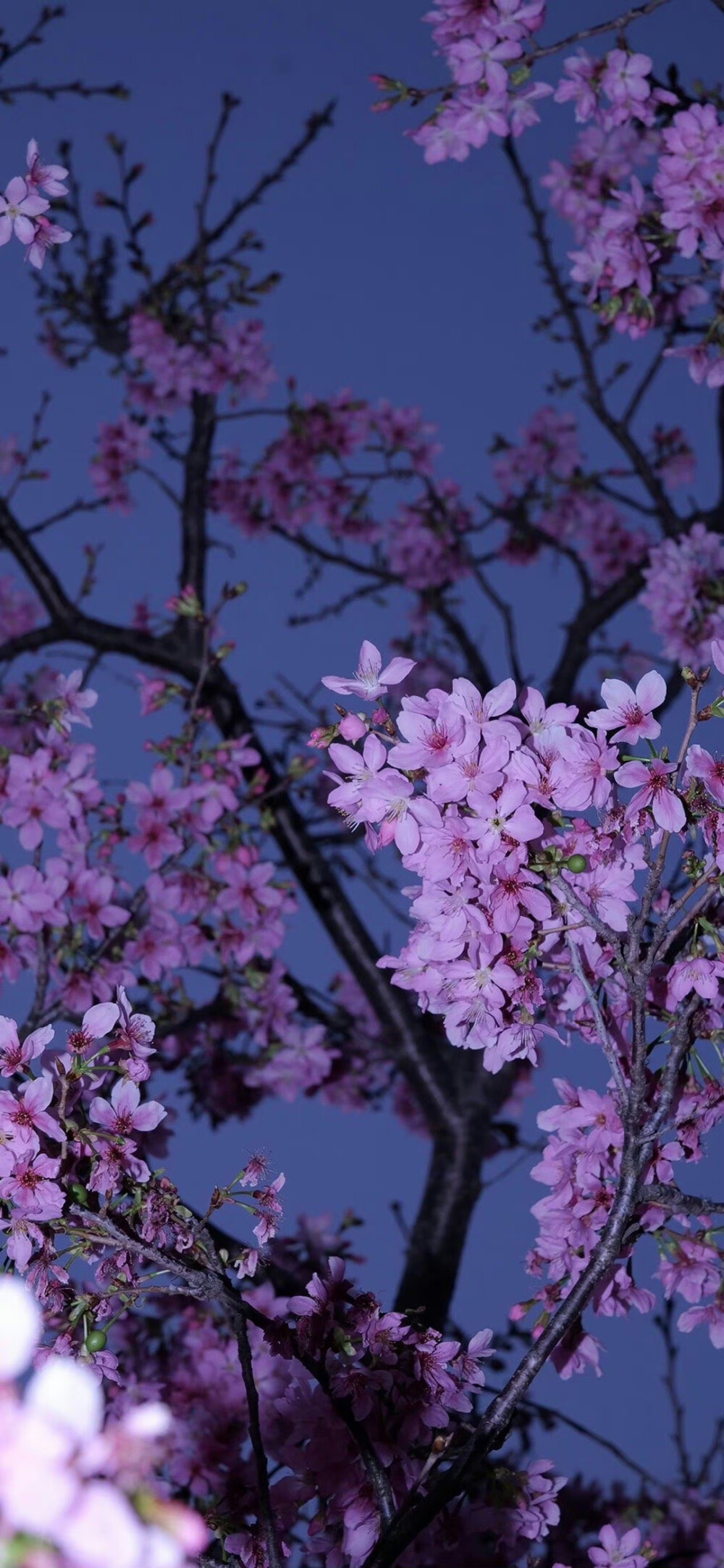 樱花壁纸