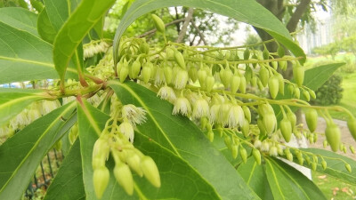 吉安随拍：花花草草之杜英