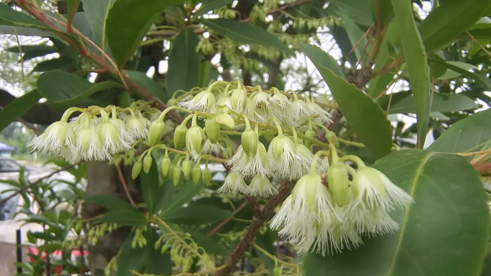 吉安随拍：花花草草之杜英