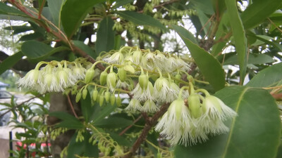 吉安随拍：花花草草之杜英