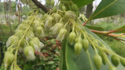 吉安随拍：花花草草之杜英