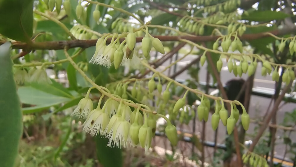 吉安随拍：花花草草之杜英