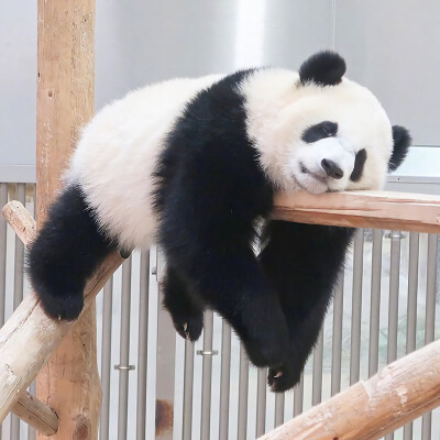 大熊猫 微信背景图 头像 图片来源于微博@壁纸设计馆