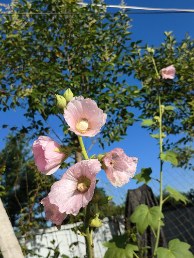 练车时的勤奋就连花儿都围着我