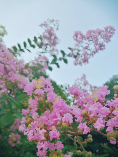 蝉鸣，清风，紫薇，雏菊，夏日午后。