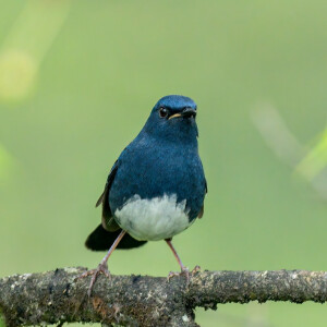 白腹短翅鸲67 - 高清图片,堆糖,美图壁纸兴趣社区