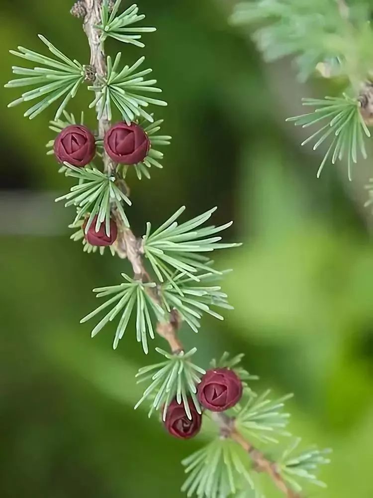 树上开花