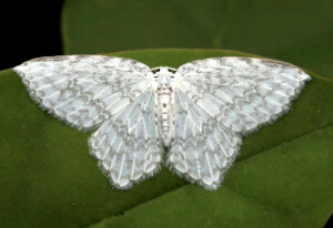 ♡「光の動物」♡