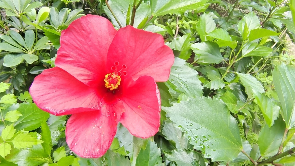 吉安随拍：花花草草之朱槿