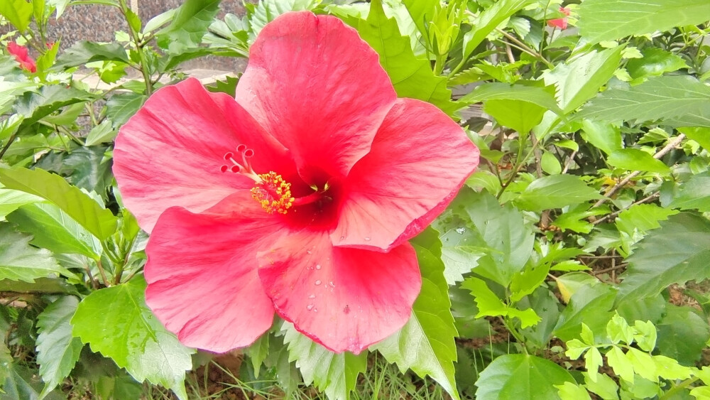 吉安随拍：花花草草之朱槿