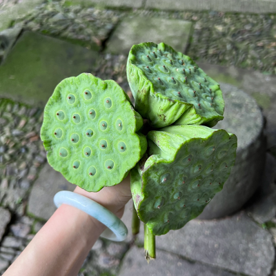 1、芜湖～第一次坐轻轨
2、久违的海底捞，茴香小油条好吃
3、山里的青苔，小葫芦留在了这里
4、新头像预定
5、今年又吃到浙江的莲蓬，夏天了
6、夜市烤猪蹄洒的粉料里有花生碎，好吃，吃了俩
7、好朋友给我调的料碟…