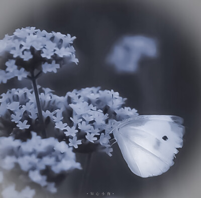 金采源 自调滤镜套图