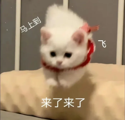 猫猫表情包