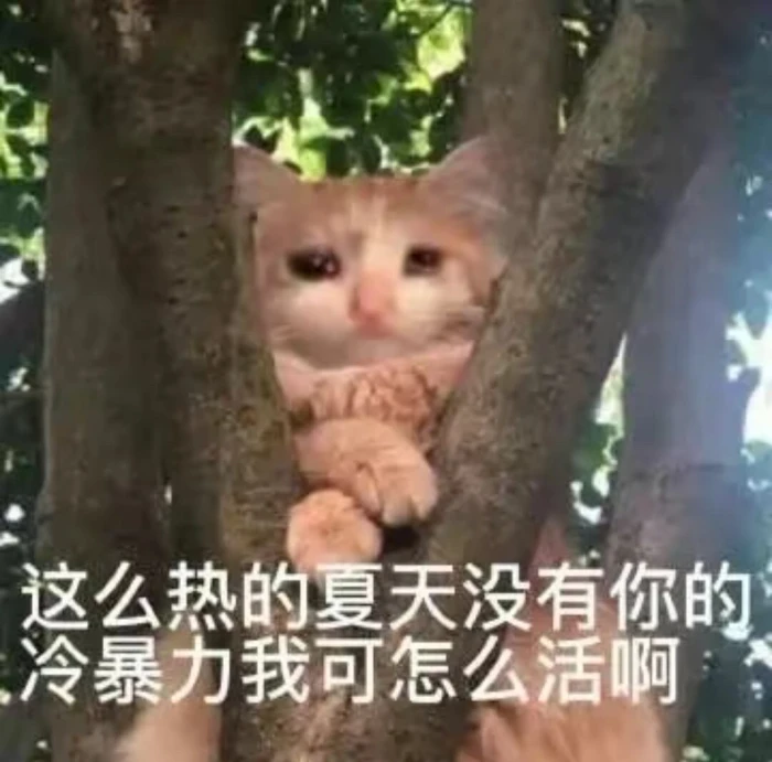 猫猫表情包