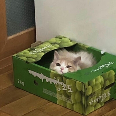 躲猫猫