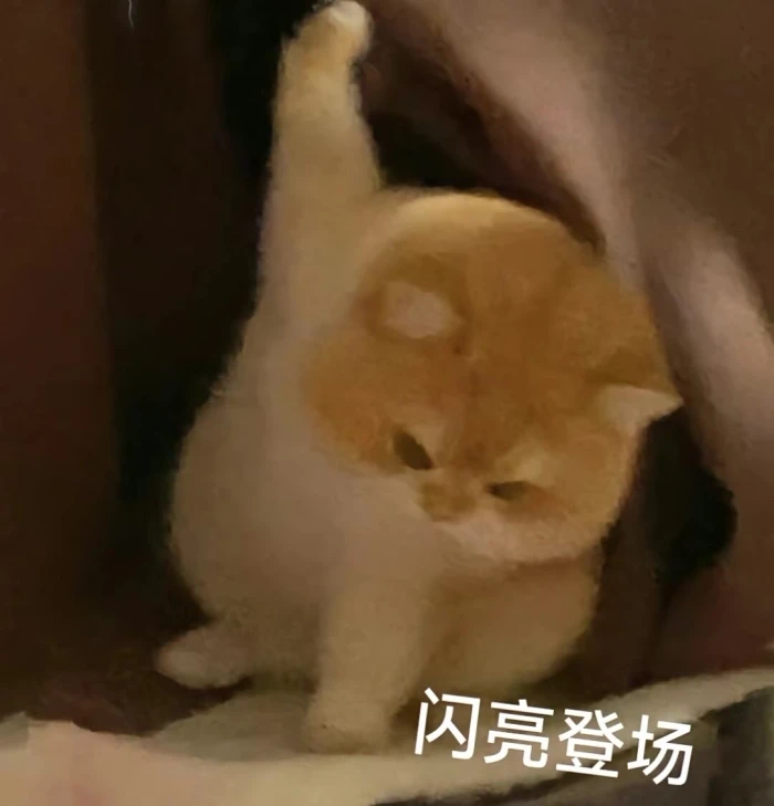 猫猫表情包