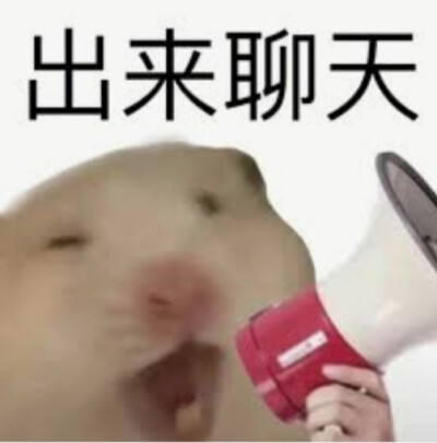 仓鼠表情包
