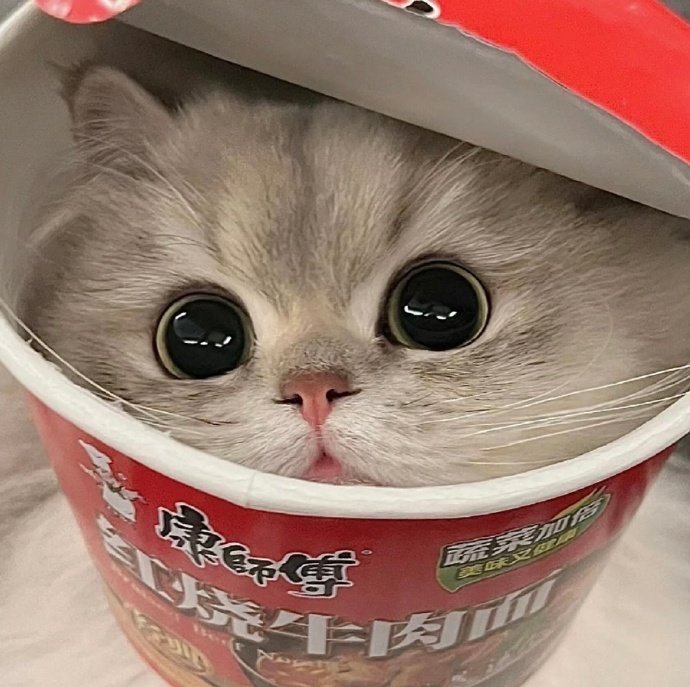 猫猫