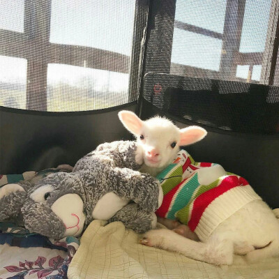 小羊羔