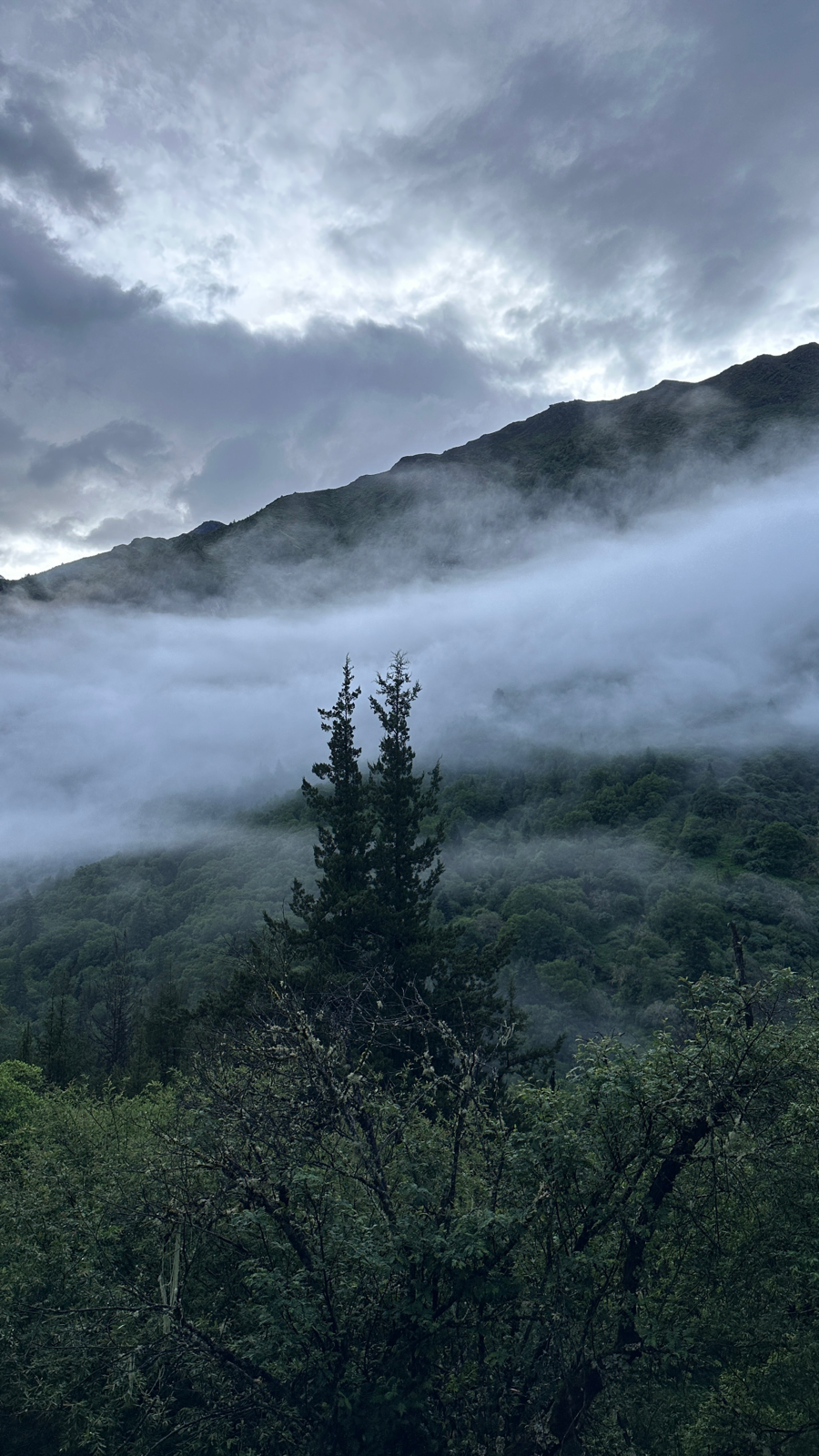 我自去见山